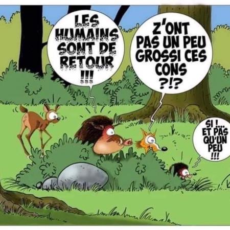 Animaux bd