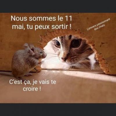 Chat souris