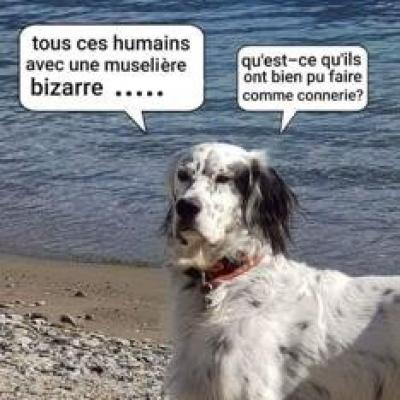 Chien museliere