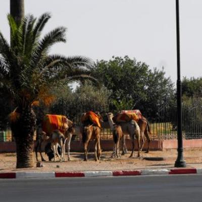 photos exposition maroc